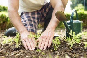 potager-arrosoir-homme-plante-jardin-main-10570161